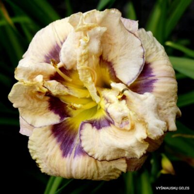 viendienė Lavender Moonbeam