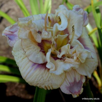 viendienė Lavender Moonbeam (2)