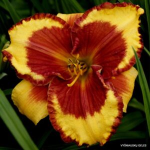 viendienė Ledgewood‘s Firecracker