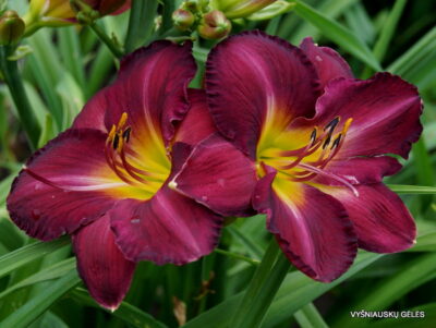 ‘Bela Lugosi’ (2)