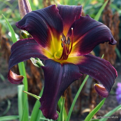 ‘Blackberry Dragon’