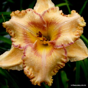 ‘Nature‘s Poetry’