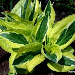 Hosta ‘Yellow Polka Dot Bikini’