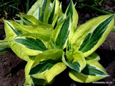 Hosta ‘Yellow Polka Dot Bikini’