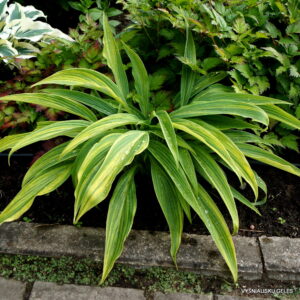'Hyuga Urajiro'
