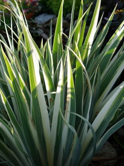 iris-pallida-argenteovariegata-1