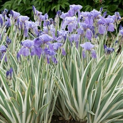 iris-pallida-argenteovariegata