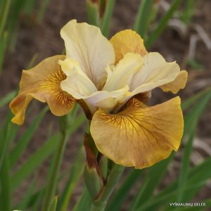 iris-sibirica-humors-of-whiskey