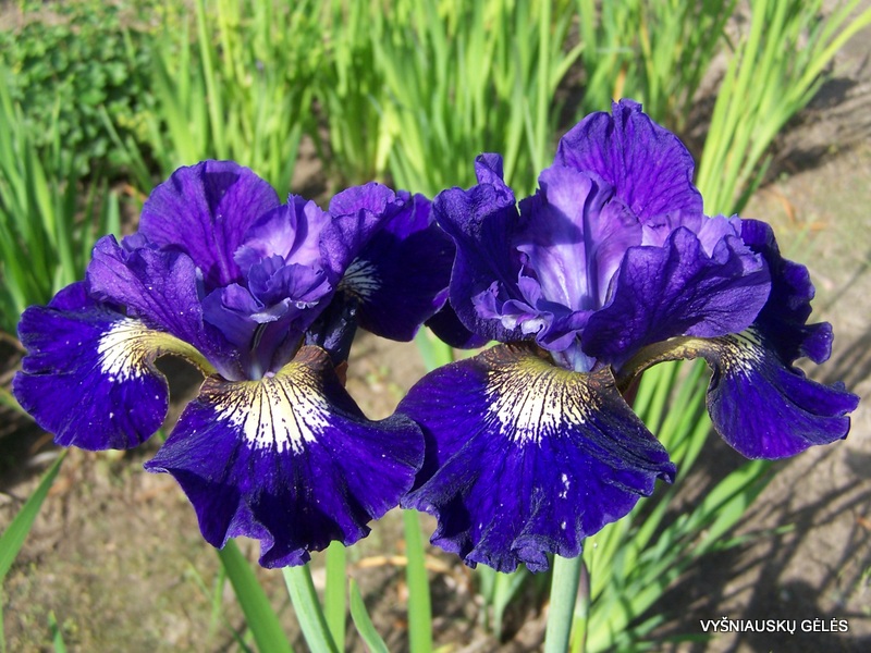 iris-sibirica-over-in-gloryland-2
