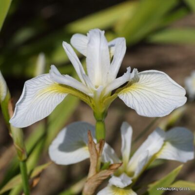 Iris versicolor 'Versicle' (2)