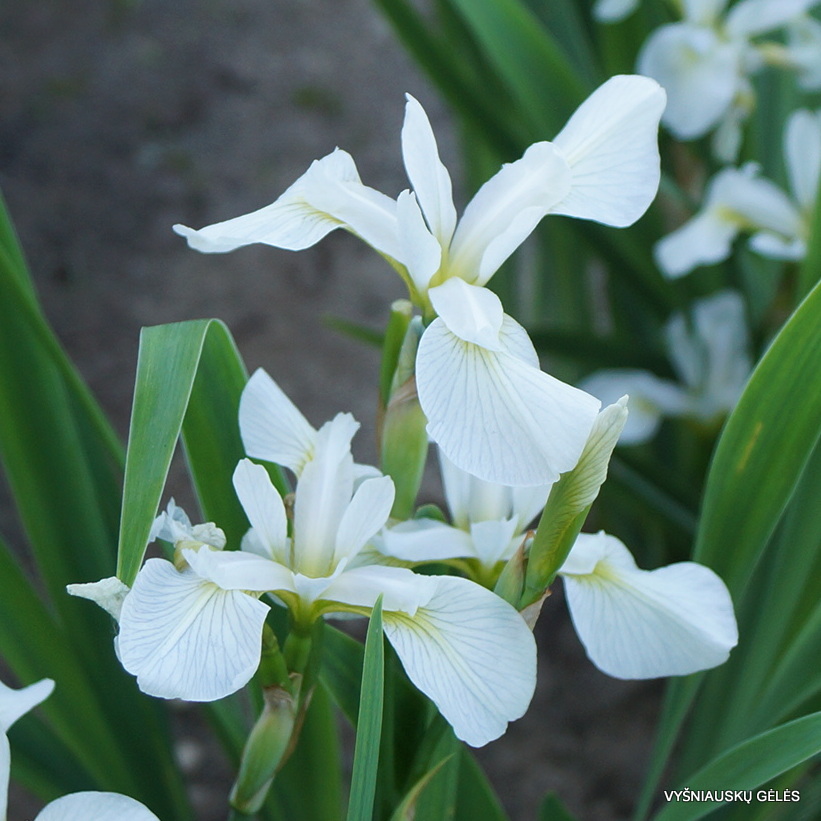 Iris versicolor 'Versicle' (3)