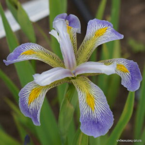 Iris virginica ‘Dottie‘s Double‘