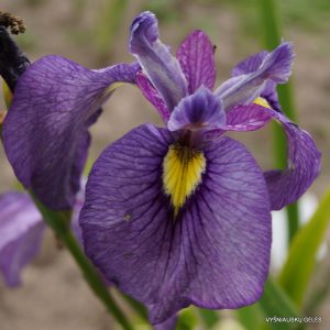 iris-x-pseudata-shiryukyo