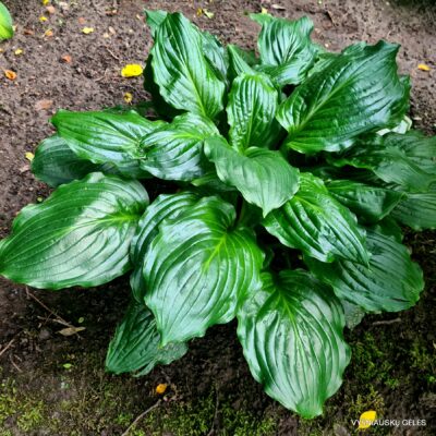 Lakeside Midnight Miss