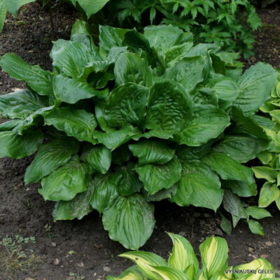 Lakeside Midnight Miss (2)