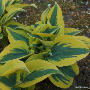 Melsvė 'Autumn Frost'