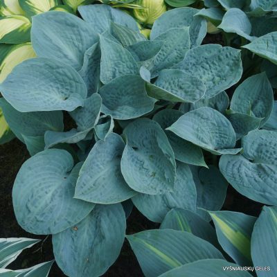 Melsvė 'Silver Bay' (2)