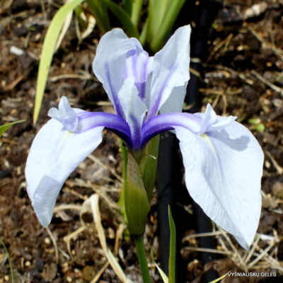 Rowden Full Moon (2) Rowden Full Moon (2)