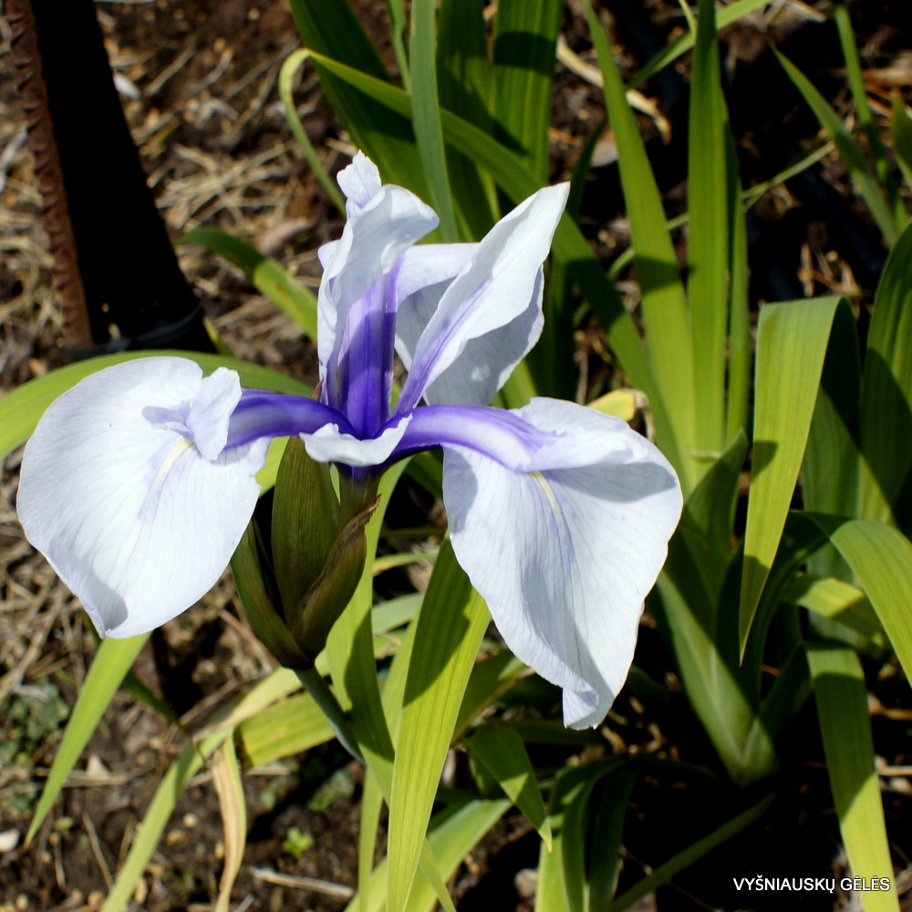 Rowden Full Moon (3)