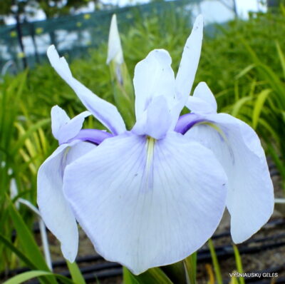 Rowden Full Moon Rowden Full Moon