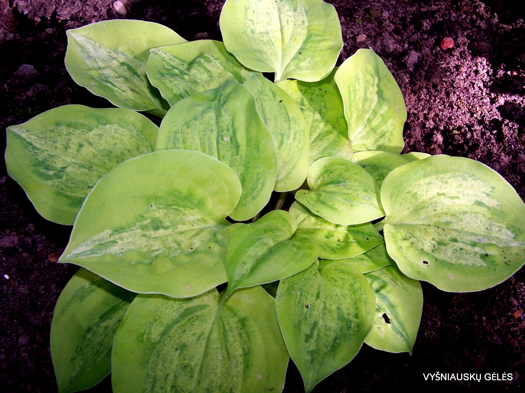 Silver Threads and Golden Needles (2)