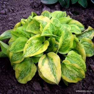 Silver Threads and Golden Needles