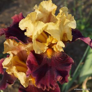 Vilkdalgiai 'Red Rock Canyon'