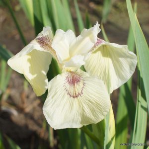 geltonasis vilkdalgis ‘Foxcroft Full Moon'