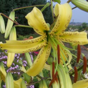 lily-latgale-sombrero