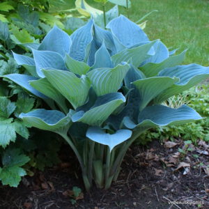 melsvė 'Summer Squall'