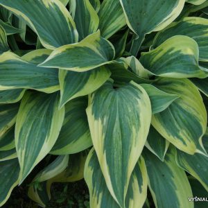 melsves-wolwerine-streaked