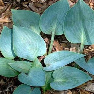 melsves-blue-lollipop