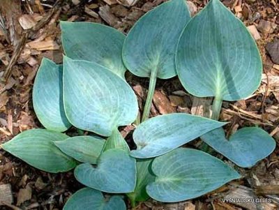 melsves-blue-lollipop