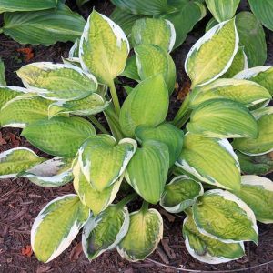 melsves-captains-adventure