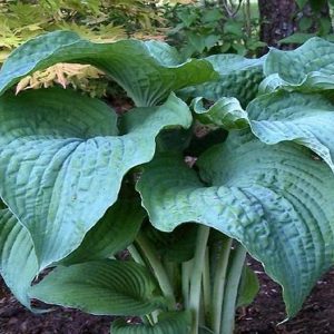 melsves-frank-lloyd-wright