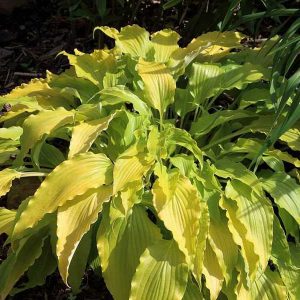 melsves-frisian-pride