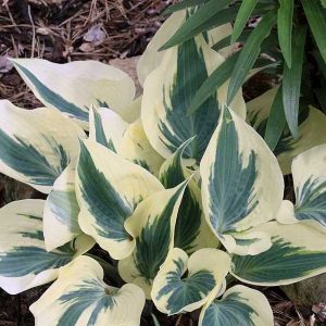 melsves-great-escape