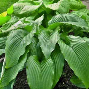 melsves-jade-cascade