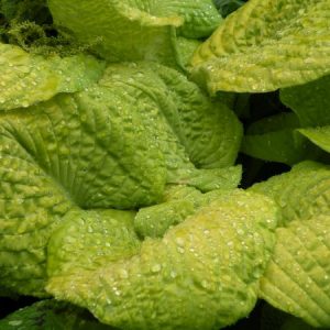 melsves-johnny-angel