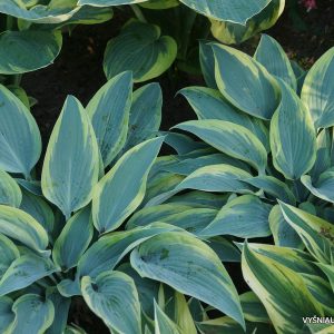 melsves-morning-dove