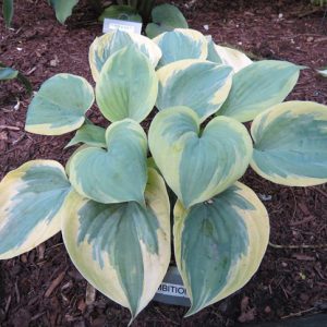 melsves-secret-ambition