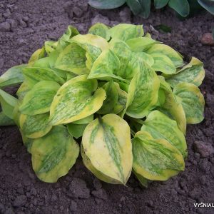 melsves-silver-threads-and-golden-needles