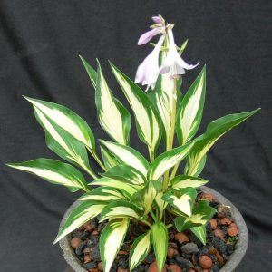 melsves-surprised-by-joy