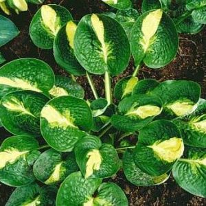 melsves-warwick-comet