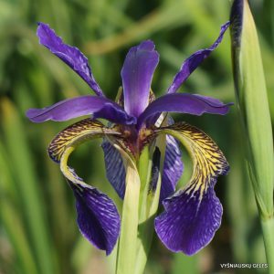 vilkdalgiai 'Ellebank Lacewing'