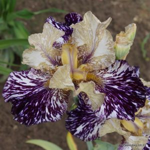 vilkdalgiai-gnus-flash