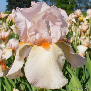 vilkdalgiai 'Oda Viesnie'