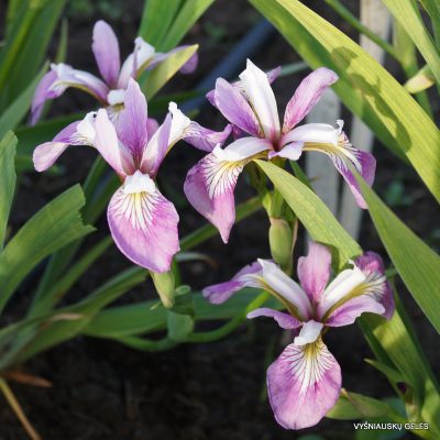 vilkdalgiai 'Rowden Aria' (2)