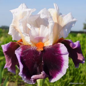 vilkdalgiai-crimson-cloud