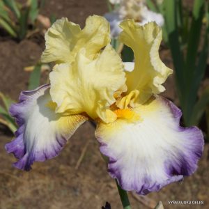 vilkdalgiai-echassier